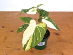 Philodendron Gloriosum Variegated - EXACT Plant #28A - 4" Pot