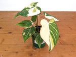 Philodendron Gloriosum Variegated - EXACT Plant #28A - 4" Pot