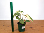 Philodendron Gloriosum Variegated - EXACT Plant #28A - 4" Pot