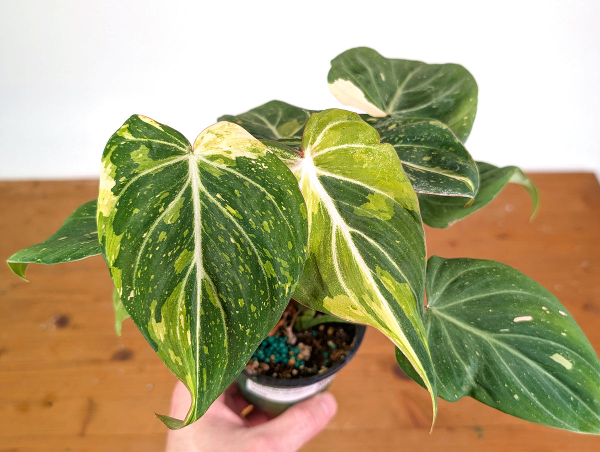 Philodendron Gloriosum Variegated 4" EXACT Plant #28B