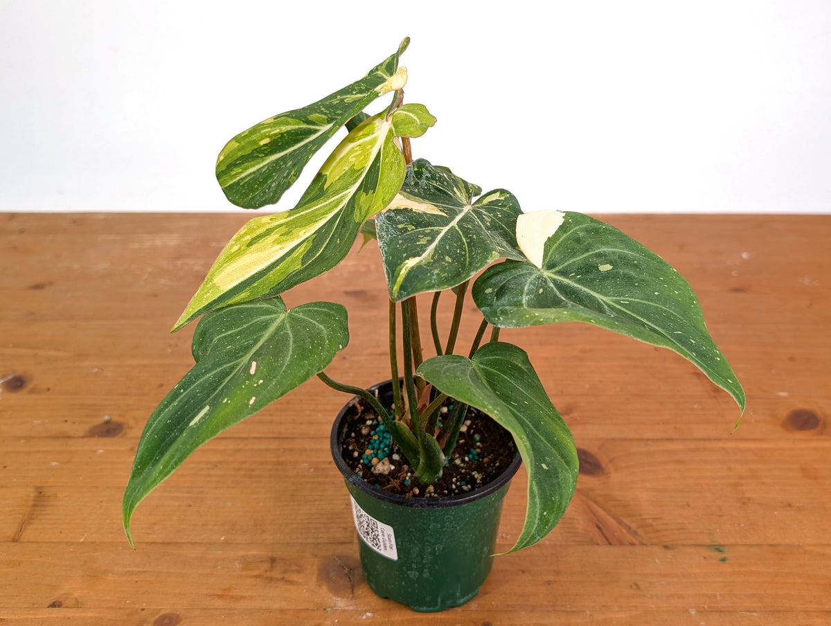 Philodendron Gloriosum Variegated 4" EXACT Plant #28B