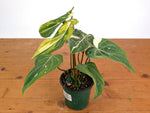 Philodendron Gloriosum Variegated 4" EXACT Plant #28B