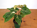 Philodendron Gloriosum Variegated 4" EXACT Plant #28B