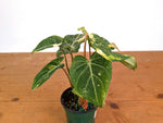 Philodendron Gloriosum Variegated 4" EXACT Plant #28B