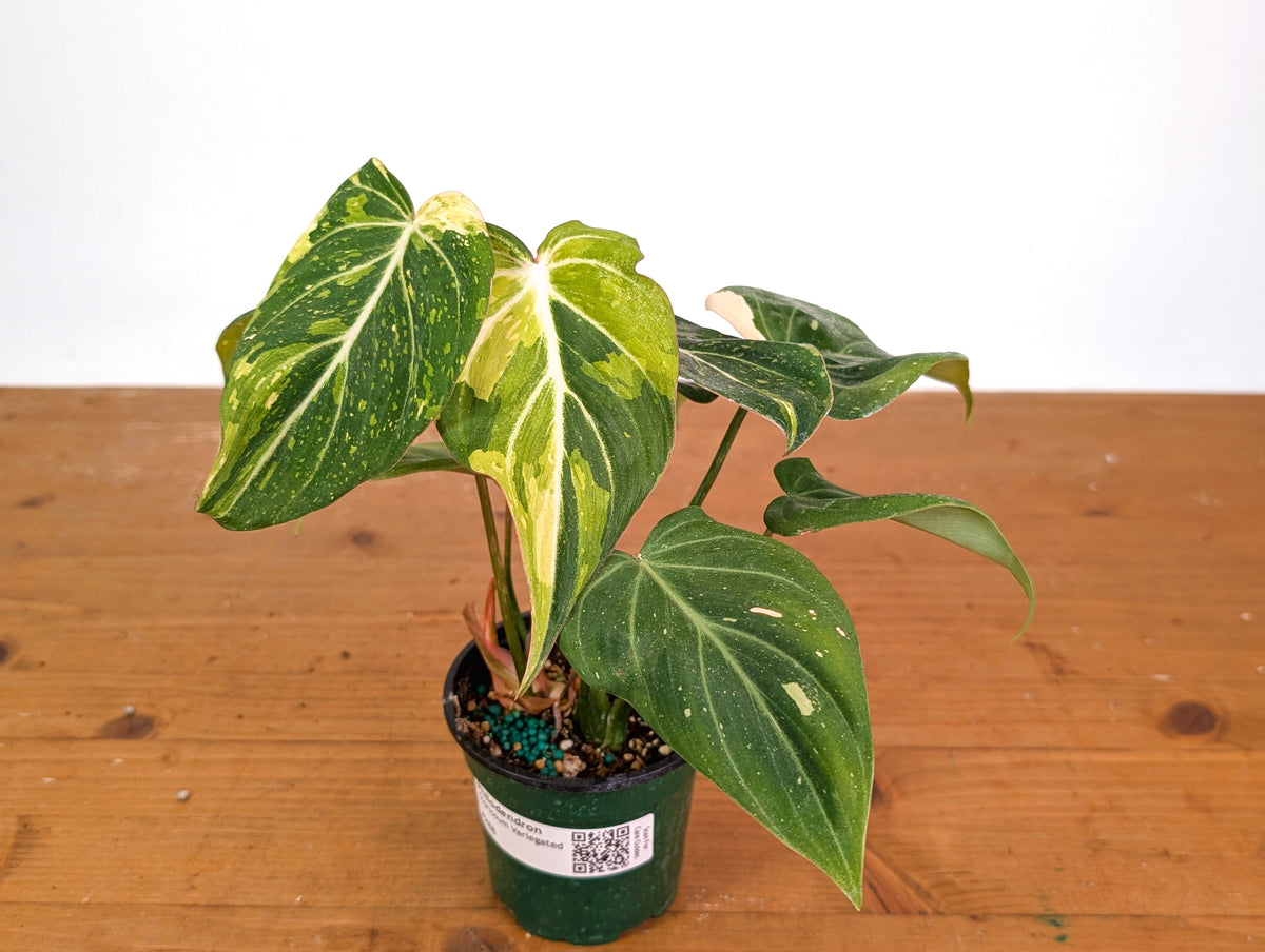Philodendron Gloriosum Variegated 4" EXACT Plant #28B