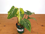 Philodendron Gloriosum Variegated 4" EXACT Plant #28B