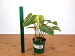 Philodendron Gloriosum Variegated 4" EXACT Plant #28B