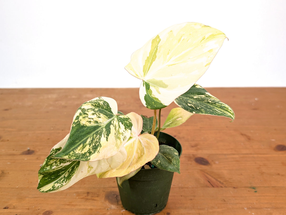 Philodendron Gloriosum Variegated (High Color) 4" EXACT Plant #28C