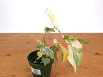 Philodendron Gloriosum Variegated (High Color) 4" EXACT Plant #28C