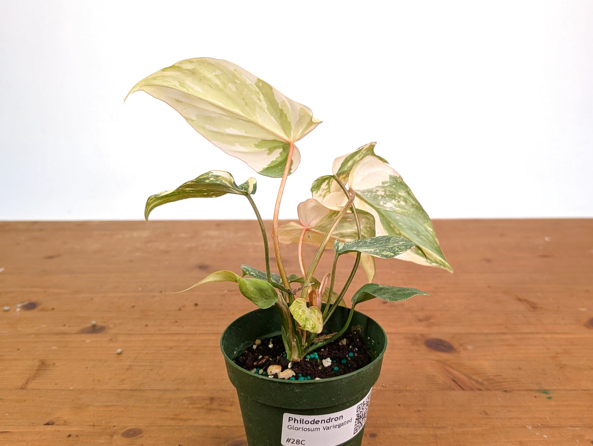 Philodendron Gloriosum Variegated (High Color) 4" EXACT Plant #28C