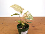 Philodendron Gloriosum Variegated (High Color) 4" EXACT Plant #28C