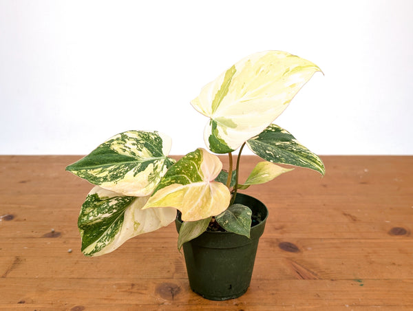 Philodendron Gloriosum Variegated (High Color) 4" EXACT Plant #28C