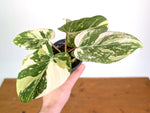 Philodendron Gloriosum Variegated (High Color) 4" EXACT Plant #28D