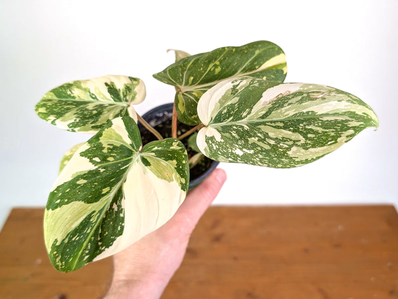 Philodendron Gloriosum Variegated (High Color) 4" EXACT Plant #28D