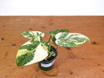 Philodendron Gloriosum Variegated (High Color) 4" EXACT Plant #28D
