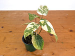 Philodendron Gloriosum Variegated (High Color) 4" EXACT Plant #28D