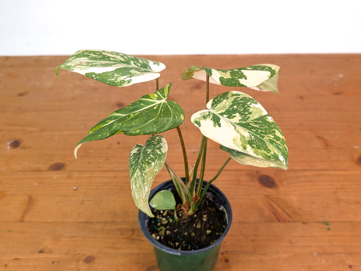 Philodendron Gloriosum Variegated (High Color) 4" EXACT Plant #28D