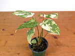 Philodendron Gloriosum Variegated (High Color) 4" EXACT Plant #28D