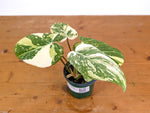 Philodendron Gloriosum Variegated (High Color) 4" EXACT Plant #28D