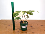 Philodendron Gloriosum Variegated (High Color) 4" EXACT Plant #28D