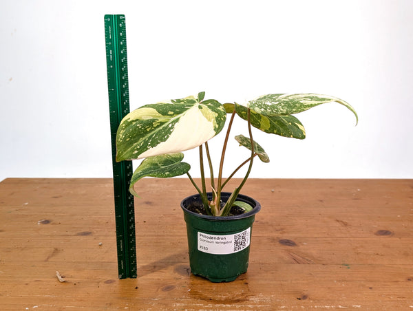 Philodendron Gloriosum Variegated (High Color) 4" EXACT Plant #28D