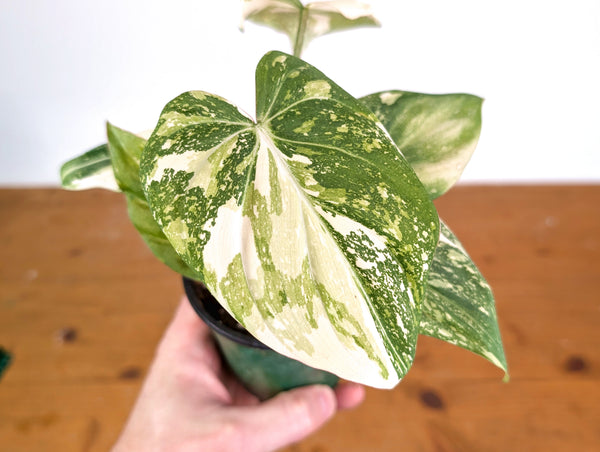 Philodendron Gloriosum Variegated (High Color) 4" EXACT Plant #28E
