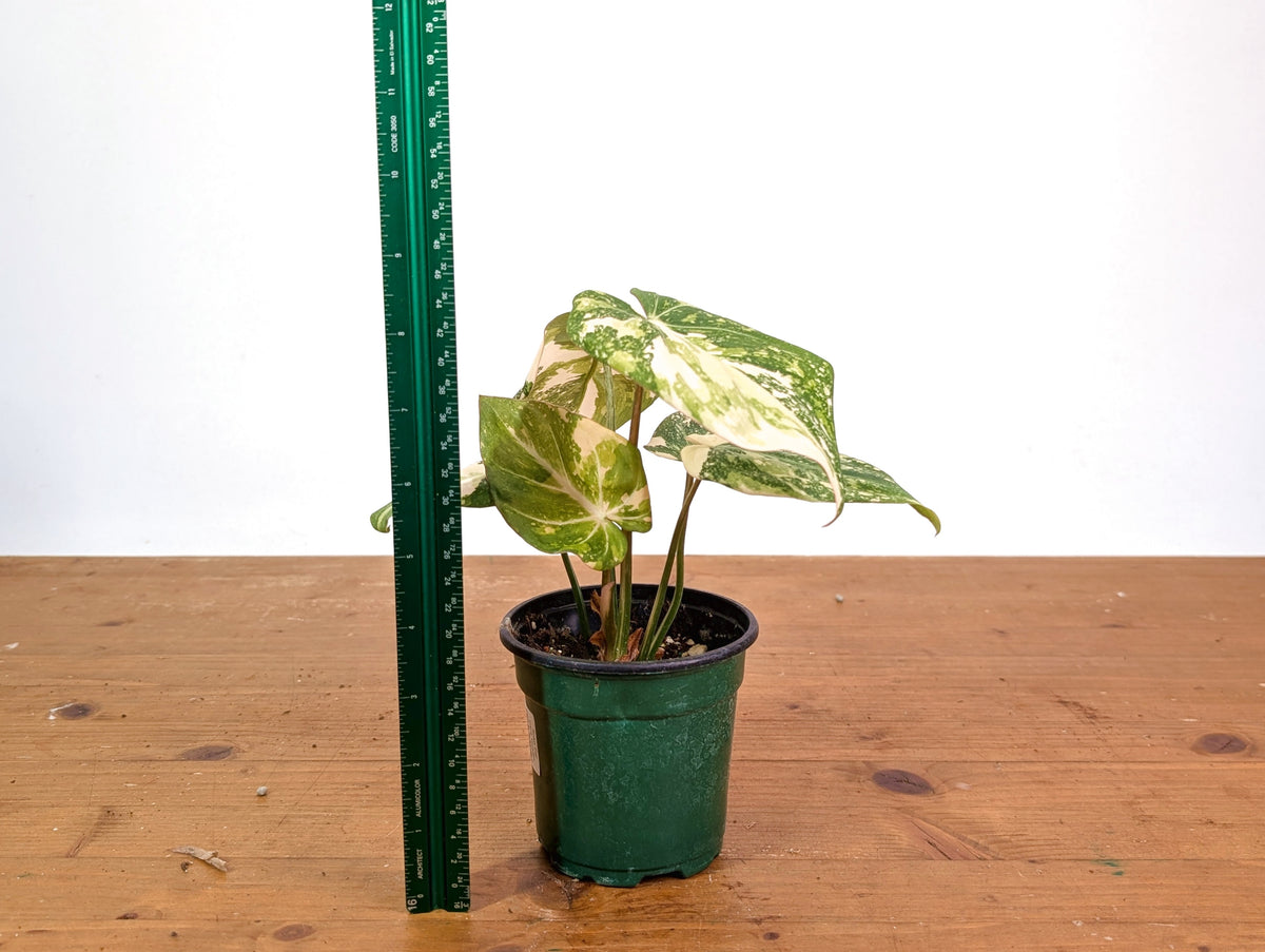 Philodendron Gloriosum Variegated (High Color) 4" EXACT Plant #28E