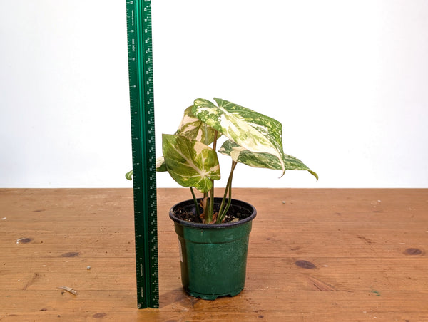 Philodendron Gloriosum Variegated (High Color) 4" EXACT Plant #28E