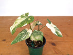 Philodendron Gloriosum Variegated (High Color) 4" EXACT Plant #28E