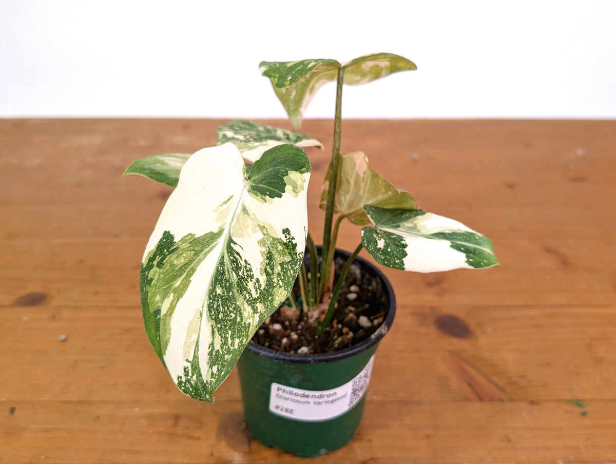 Philodendron Gloriosum Variegated (High Color) 4" EXACT Plant #28E