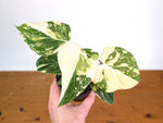 Philodendron Gloriosum Variegated (High Color) 4" EXACT Plant #28F