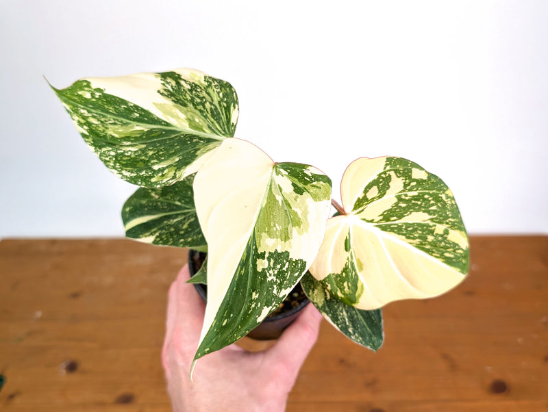 Philodendron Gloriosum Variegated (High Color) 4" EXACT Plant #28F