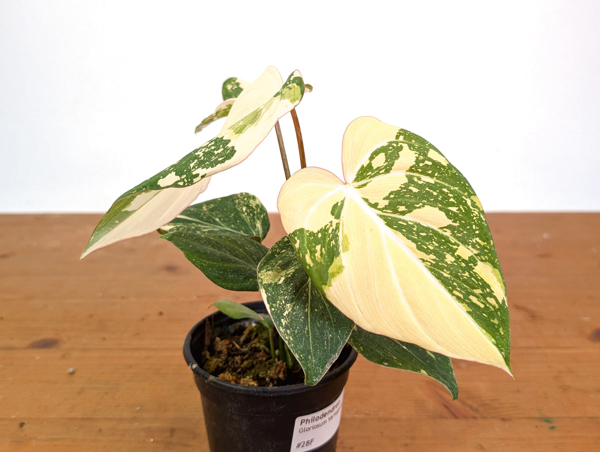 Philodendron Gloriosum Variegated (High Color) 4" EXACT Plant #28F
