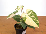 Philodendron Gloriosum Variegated (High Color) 4" EXACT Plant #28F