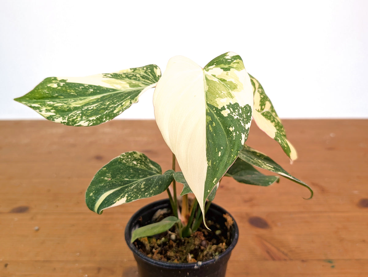 Philodendron Gloriosum Variegated (High Color) 4" EXACT Plant #28F