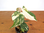 Philodendron Gloriosum Variegated (High Color) 4" EXACT Plant #28F
