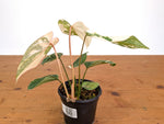 Philodendron Gloriosum Variegated (High Color) 4" EXACT Plant #28F
