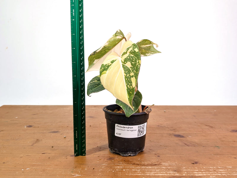 Philodendron Gloriosum Variegated (High Color) 4" EXACT Plant #28F