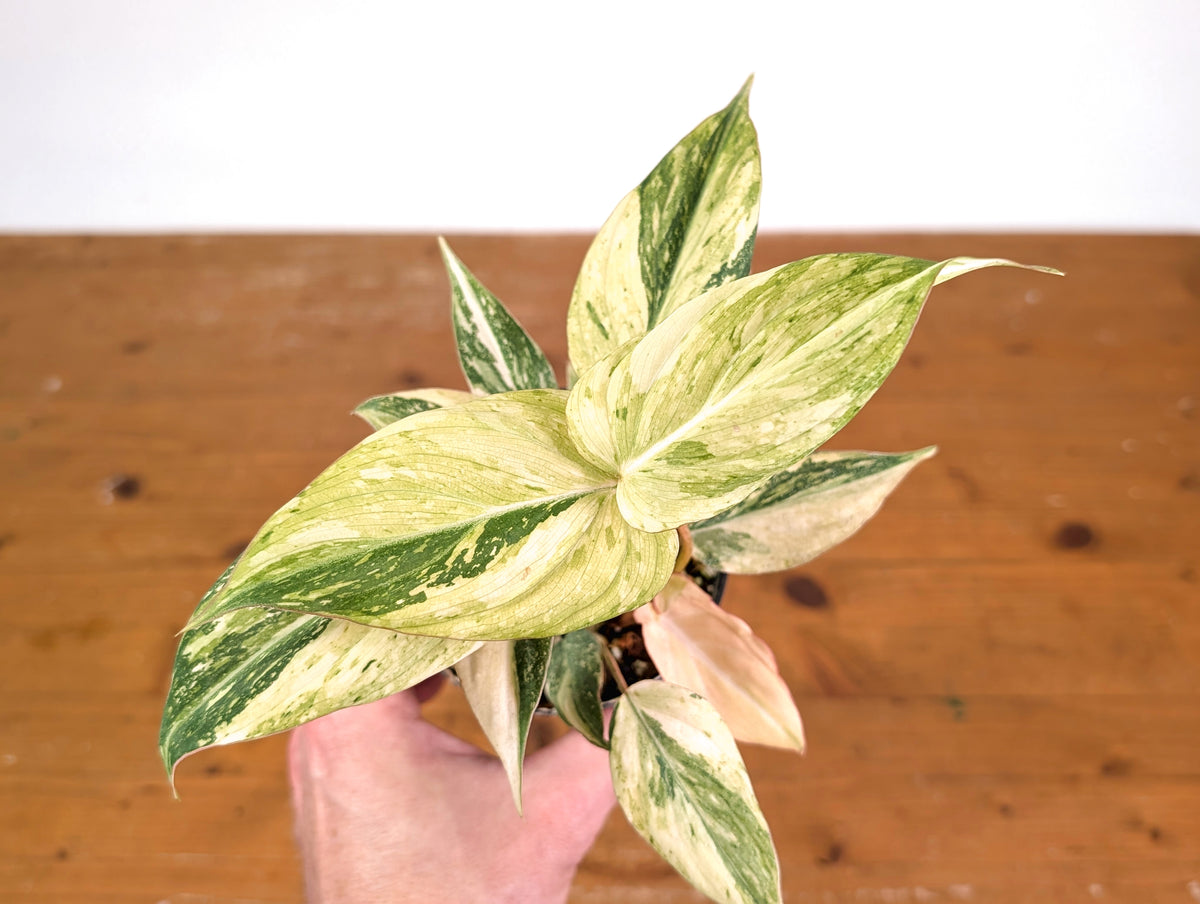 Philodendron Gloriosum Variegated (Super High Color) 4" EXACT Plant #28G