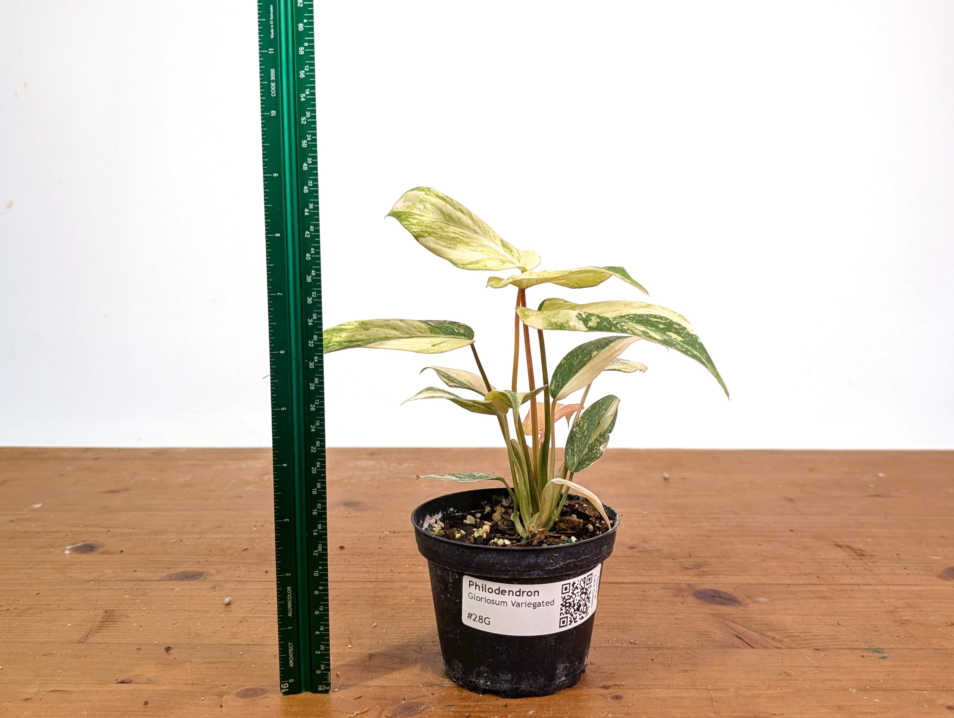 Philodendron Gloriosum Variegated US Seller - Exact Plant #28G