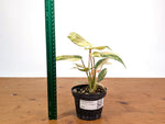 Philodendron Gloriosum Variegated (Super High Color) 4" EXACT Plant #28G