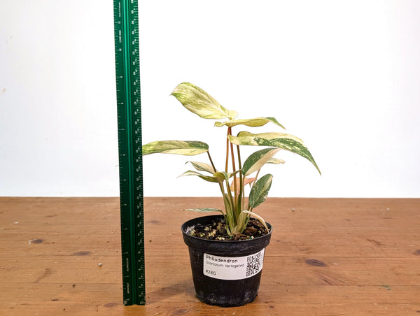 Philodendron Gloriosum Variegated (Super High Color) 4" EXACT Plant #28G