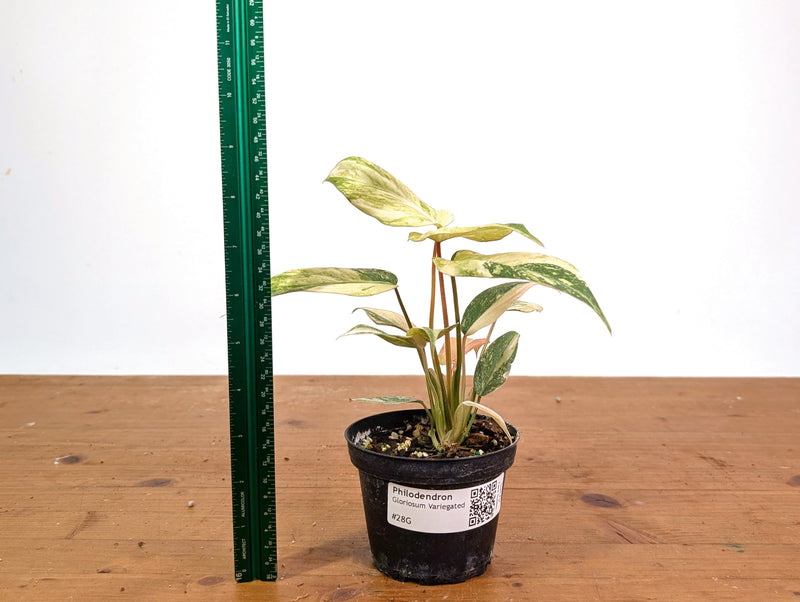 Philodendron Gloriosum Variegated (Super High Color) 4" EXACT Plant #28G