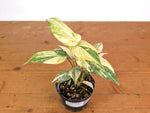 Philodendron Gloriosum Variegated (Super High Color) 4" EXACT Plant #28G