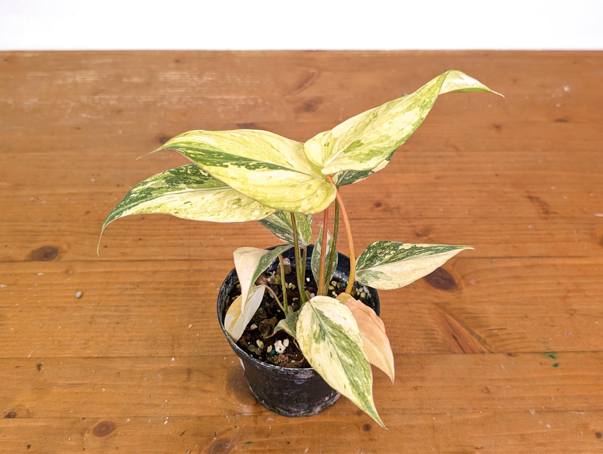 Philodendron Gloriosum Variegated (Super High Color) 4" EXACT Plant #28G