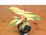 Philodendron Gloriosum Variegated (Super High Color) 4" EXACT Plant #28G