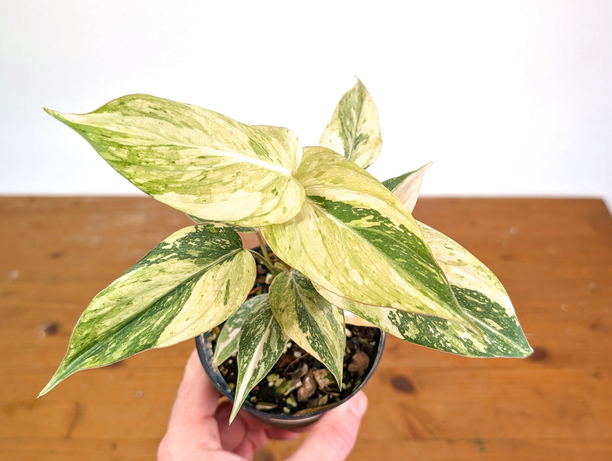Philodendron Gloriosum Variegated (Super High Color) 4" EXACT Plant #28G