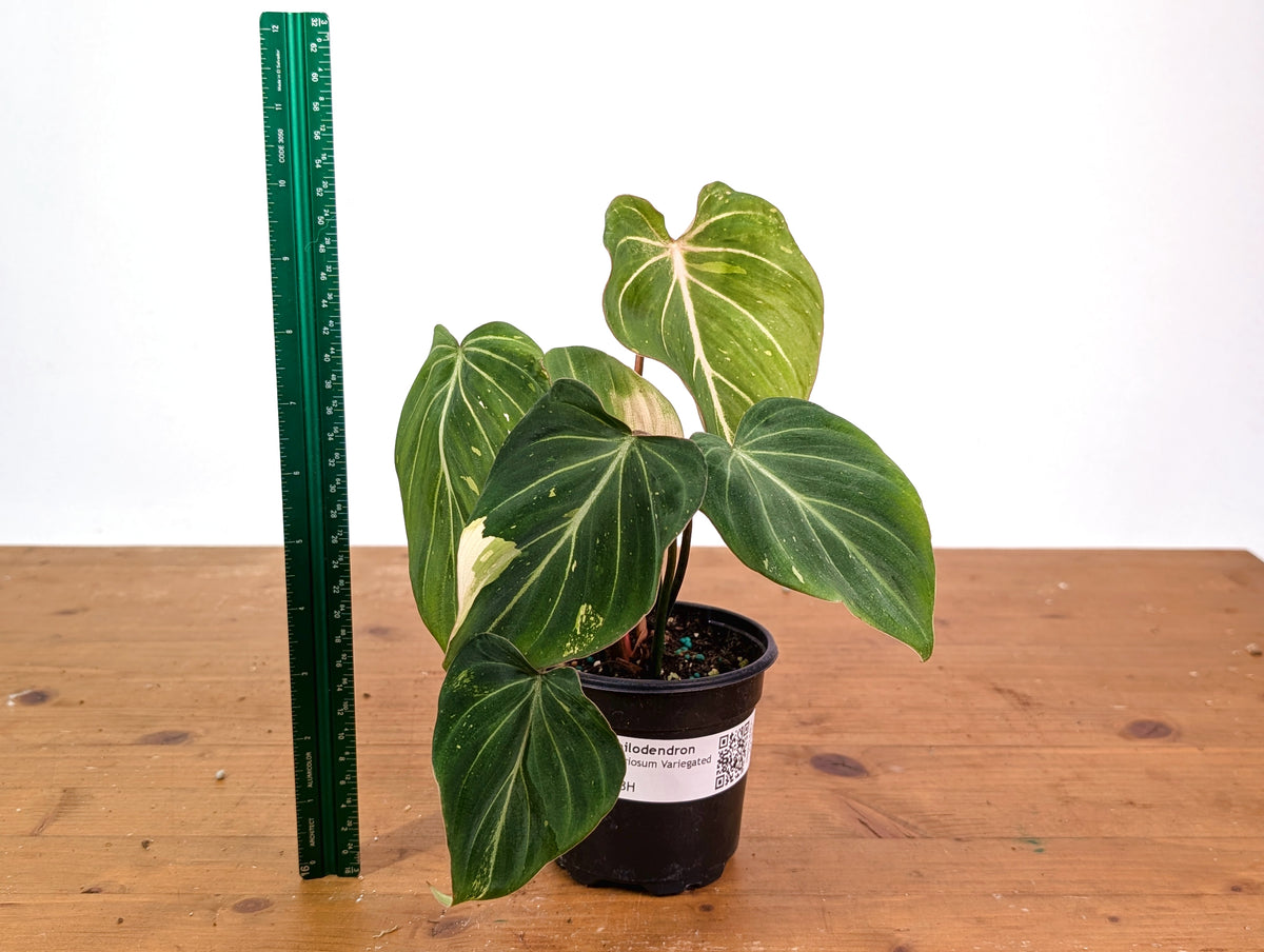 Philodendron Gloriosum Variegated 4" EXACT Plant #28H