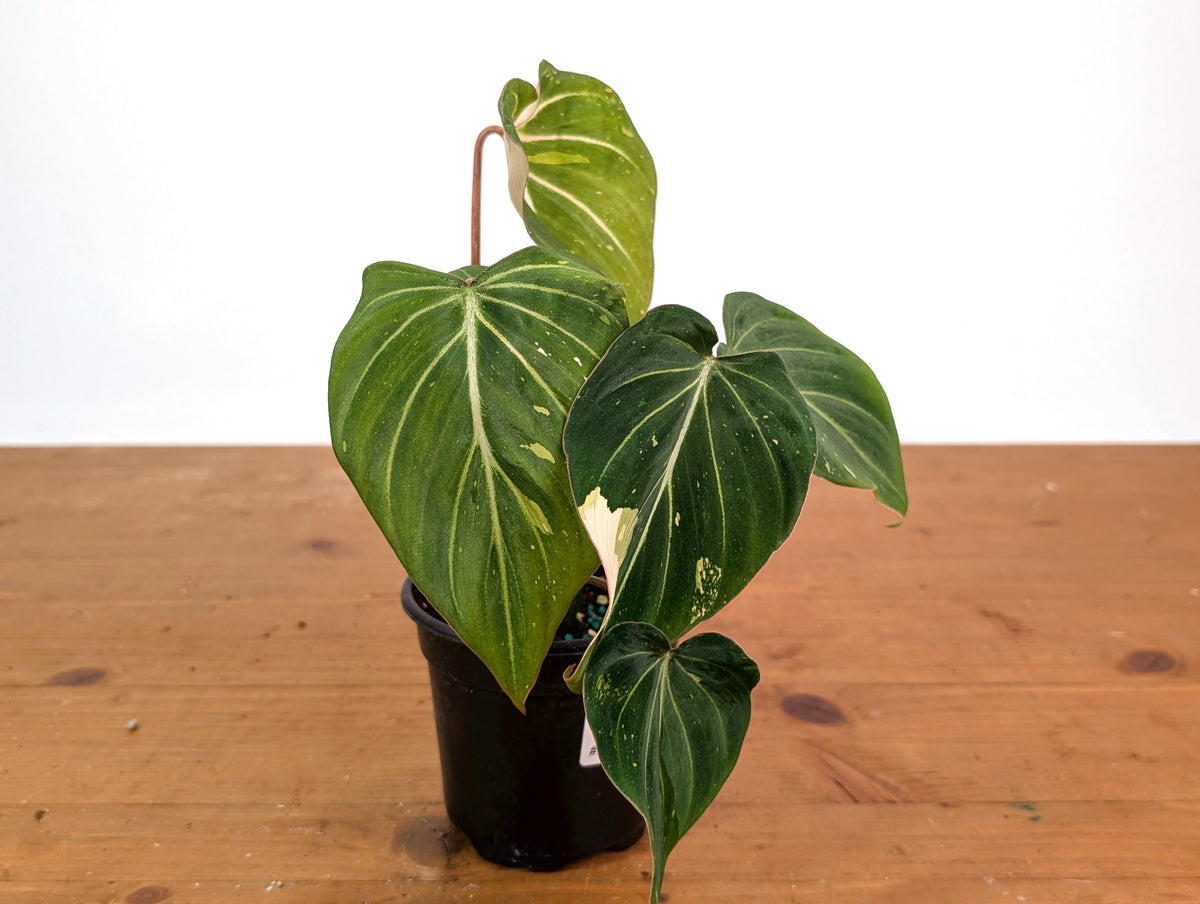 Philodendron Gloriosum Variegated 4" EXACT Plant #28H