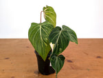 Philodendron Gloriosum Variegated 4" EXACT Plant #28H
